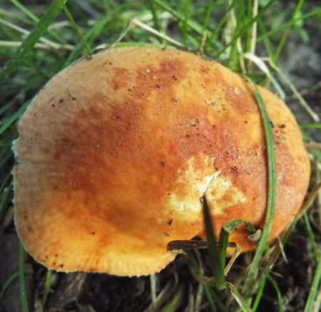 an orange mushroom