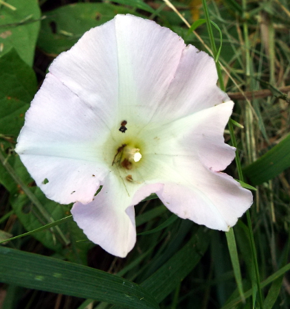 a bindweed flower