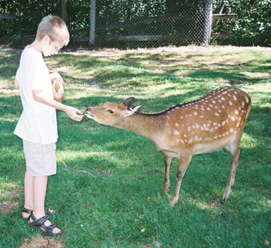 Caleb feeding a deer