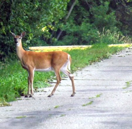 a deer on the road
