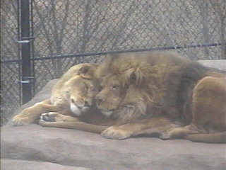 a male and female lion snuggling