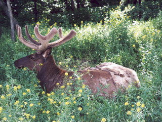 elk resting in flowers