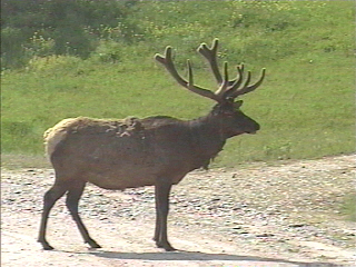 elk on the road
