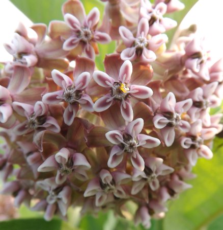 a milkweed flower