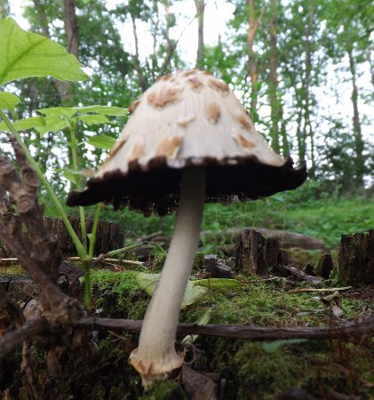 a spotted mushroom