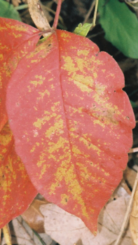 close up of a red and yellow leaf