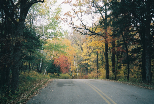 View of the trees along the road