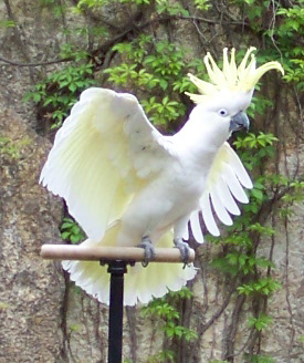 A cockatoo dancing