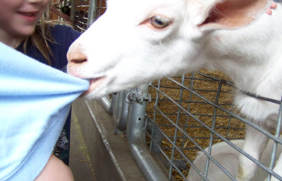 A goat chewing on Caleb's shirt