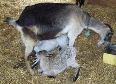 Two babies suckling from mama goat
