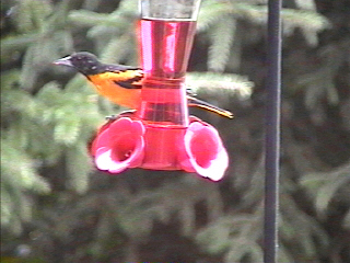 An Oriole at the feeder