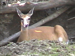 a deer