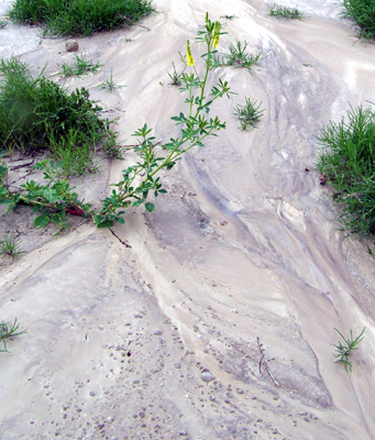 dry ground looking like mud
