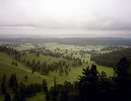 view of forest and valley with fog