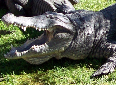 close up of a croc