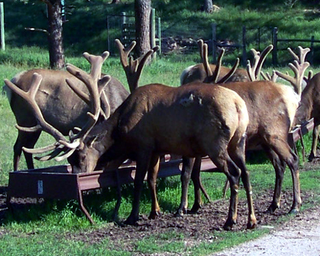 elk feeding