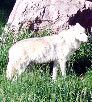 a white coyote