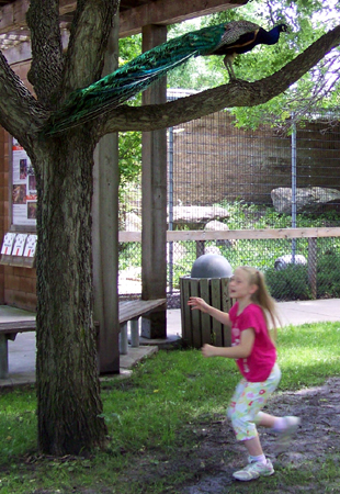 Nora chasing a peacock into a tree
