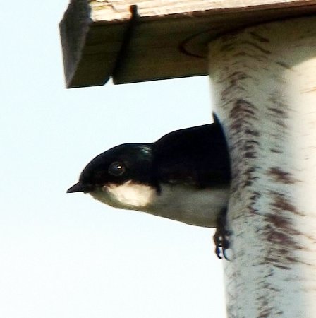 a sparrow peeking out of a birdhouse